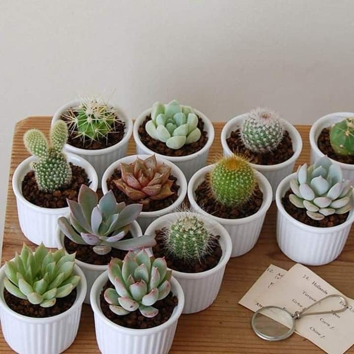🌵 ต้นกระบองเพชร พืชเล็ก ๆ ที่เต็มไปด้วยเสน่ห์และความหมาย