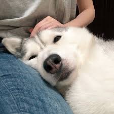 5 ท่าทางที่น้องหมากำลัง “บอกรักเรา” โดยที่คุณอาจไม่รู้ตัว