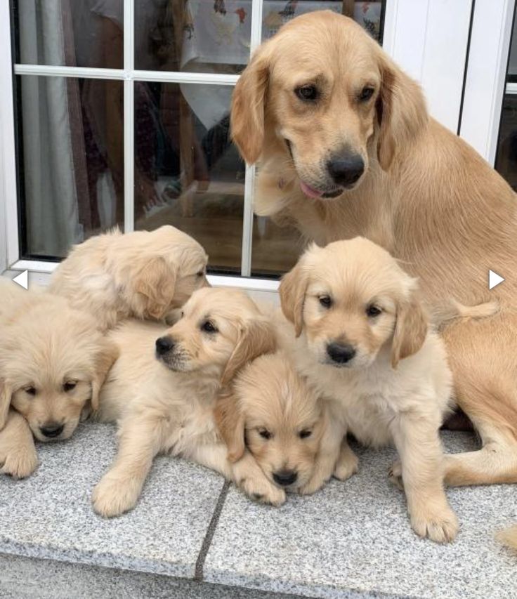 🍼🐾 ลูกหมาควรทานอาหารแบบไหน? ต่างจากหมาโตจริงหรือเปล่า?