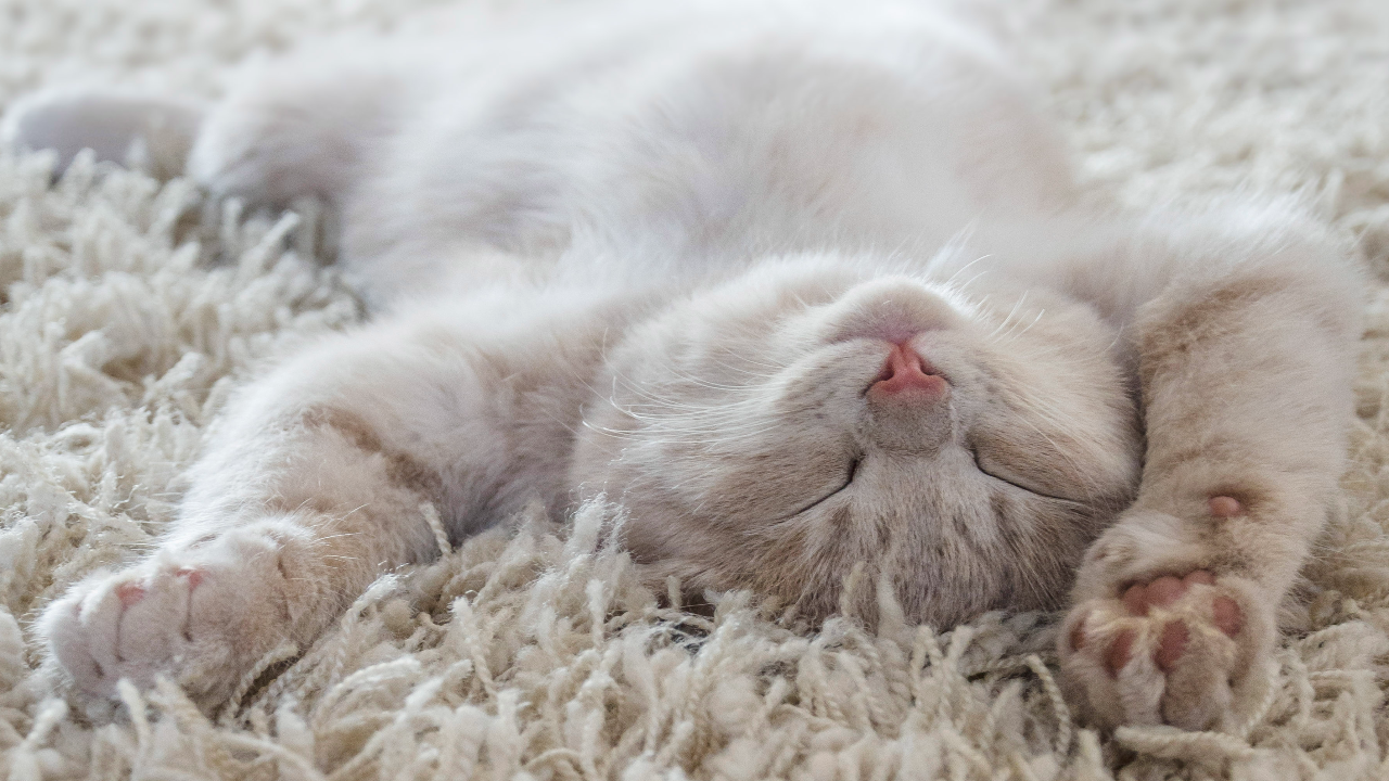 🐾 น้องแมวหายงอนด้วยขนมแมวเลีย