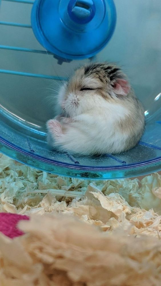 🐹 ของเล่นของหนูแฮมสเตอร์ ที่ช่วยให้น้องไม่เบื่อ!