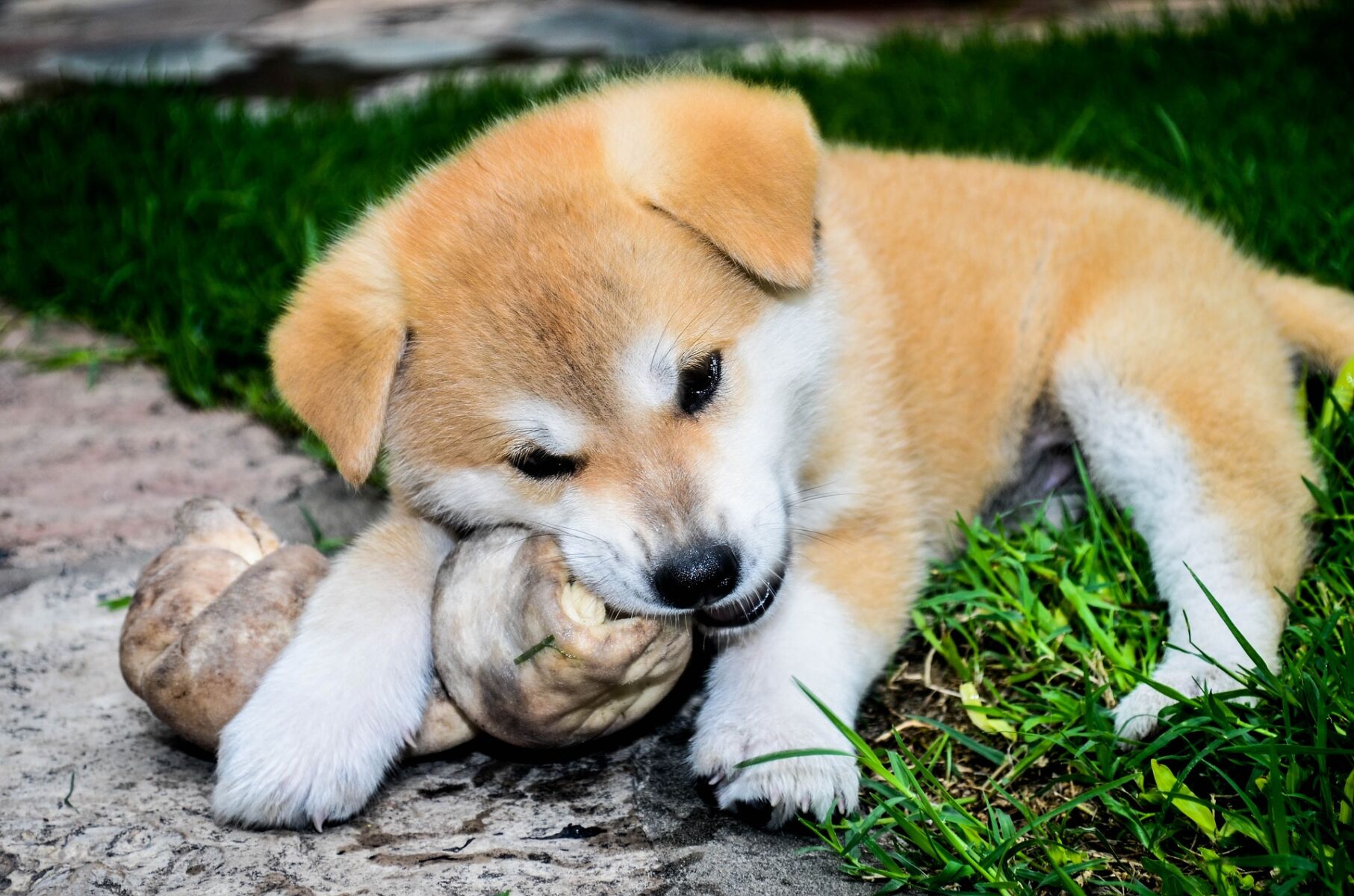 🐶 อาหารที่น้องหมาไม่ควรกิน 🦴