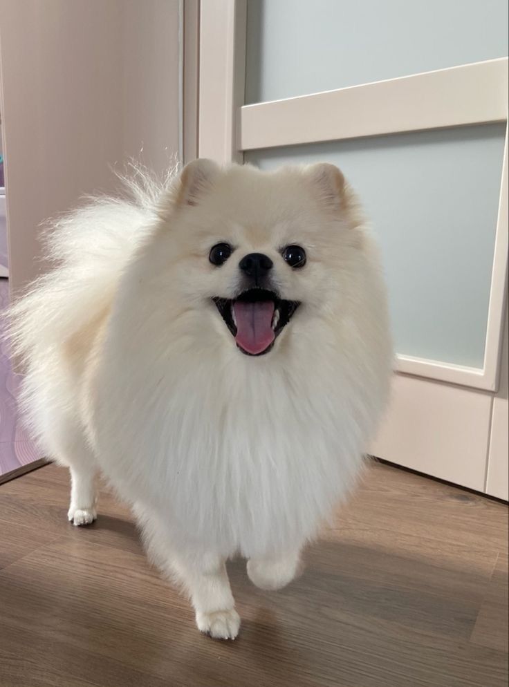 🐾 สายพันธุ์สุนัขที่คนนิยมเลี้ยง