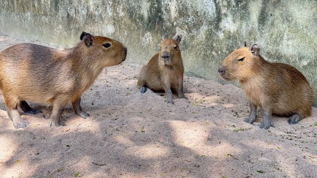ยินดีต้อนรับ 3 หนูยักษ์คาปิบารา สมาชิกใหม่ของสวนสัตว์เปิดเขาเขียว