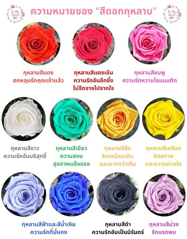 🌷 ความหมายของดอกไม้ยอดนิยม ที่หลายคนไม่เคยรู้