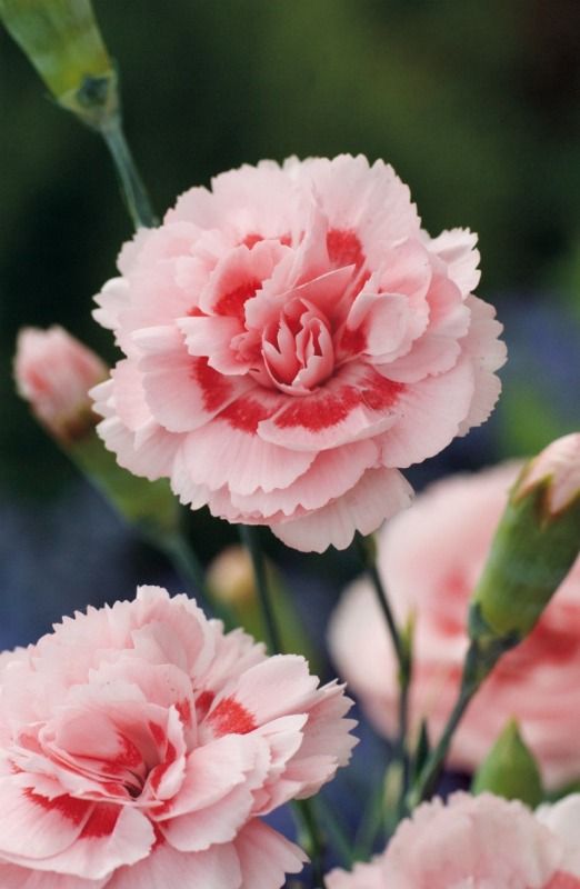 🌷 ความหมายของดอกไม้ยอดนิยม ที่หลายคนไม่เคยรู้