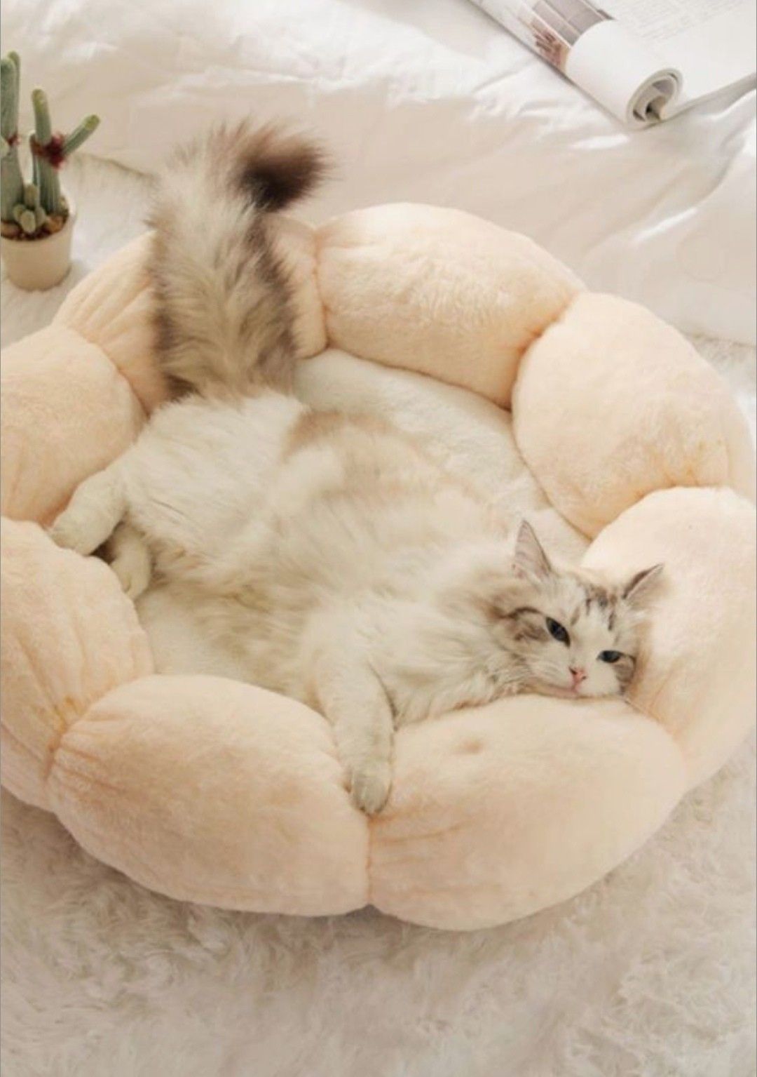 🐾 ที่นอนสัตว์เลี้ยงฟีลโรงแรม 5 ดาว – ให้เขานอนสบายกว่าเราอีก