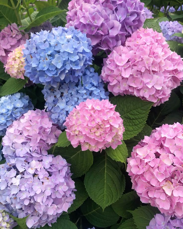 🌷 ความหมายของดอกไม้ยอดนิยม ที่หลายคนไม่เคยรู้