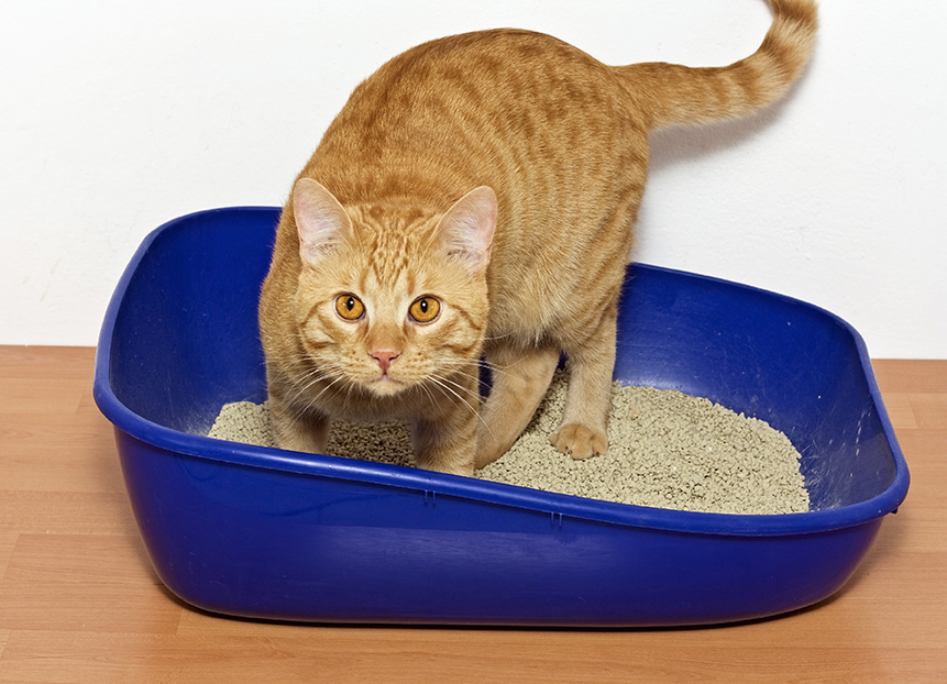 🐱 ทรายแมว – ตัวช่วยสำคัญให้บ้านสะอาดและแมวสุขใจ