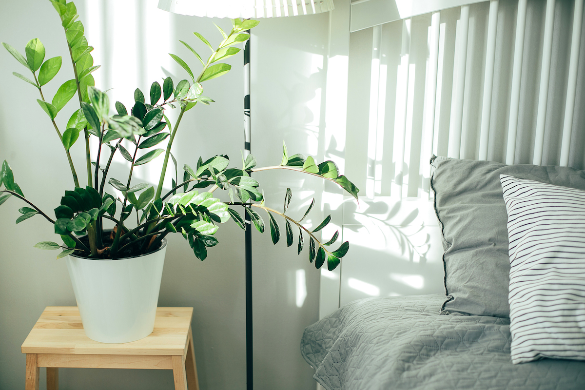 🌿 ต้นไม้สำนักงาน 7 ชนิดที่ดูแลรักษาง่ายและมีคุณค่าสูง ช่วยคลายเครียด 🌿