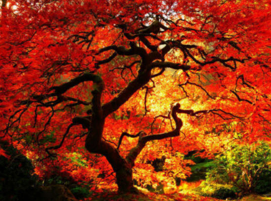 🍁 สายพันธุ์ต้นเมเปิลยอดนิยม ที่คนรักต้นไม้ไม่ควรพลาด
