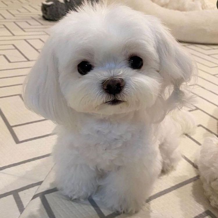 🐾 สายพันธุ์สุนัขที่คนนิยมเลี้ยง
