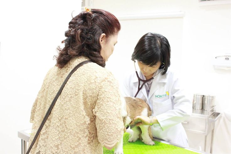 🐶 7 พฤติกรรมที่ทำให้สุนัขอายุสั้นลง แบบที่เจ้าของอาจไม่รู้ตัว!