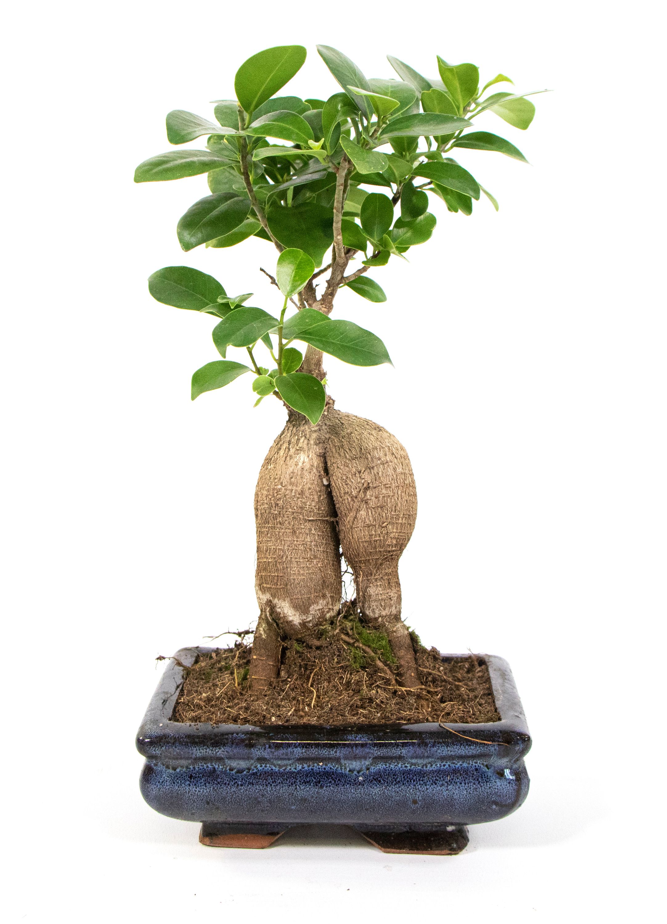 🌿 ชนิดของต้นบอนไซ: ศิลปะธรรมชาติขนาดจิ๋ว