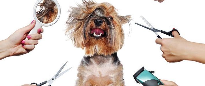 เครื่องตัดแต่งขนสุนัข: ไอเท็มคู่ใจทาสหมา ดูแลน้องง่ายขึ้น ประหยัดกว่า และน้องสบายตัวกว่าเดิม!