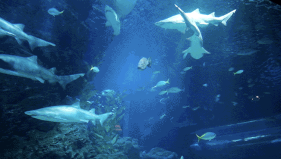 ความฝันฤดูร้อนของ Tyrande เบ่งบานที่ SEA LIFE Bangkok Ocean World