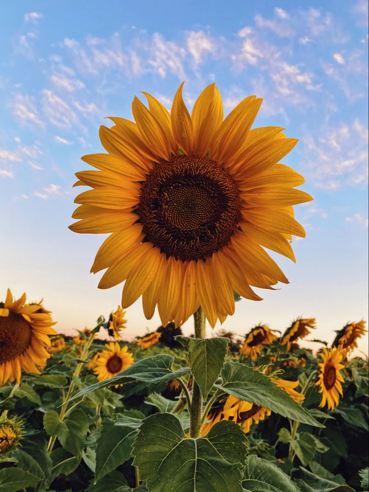 🌸 ดอกไม้กับการสื่อสารความรู้สึก 🌸