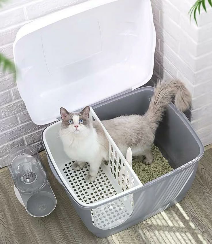 ห้องน้ำแมว: เรื่องเล็กที่จริง ๆ แล้วสำคัญไม่แพ้เรื่องใหญ่