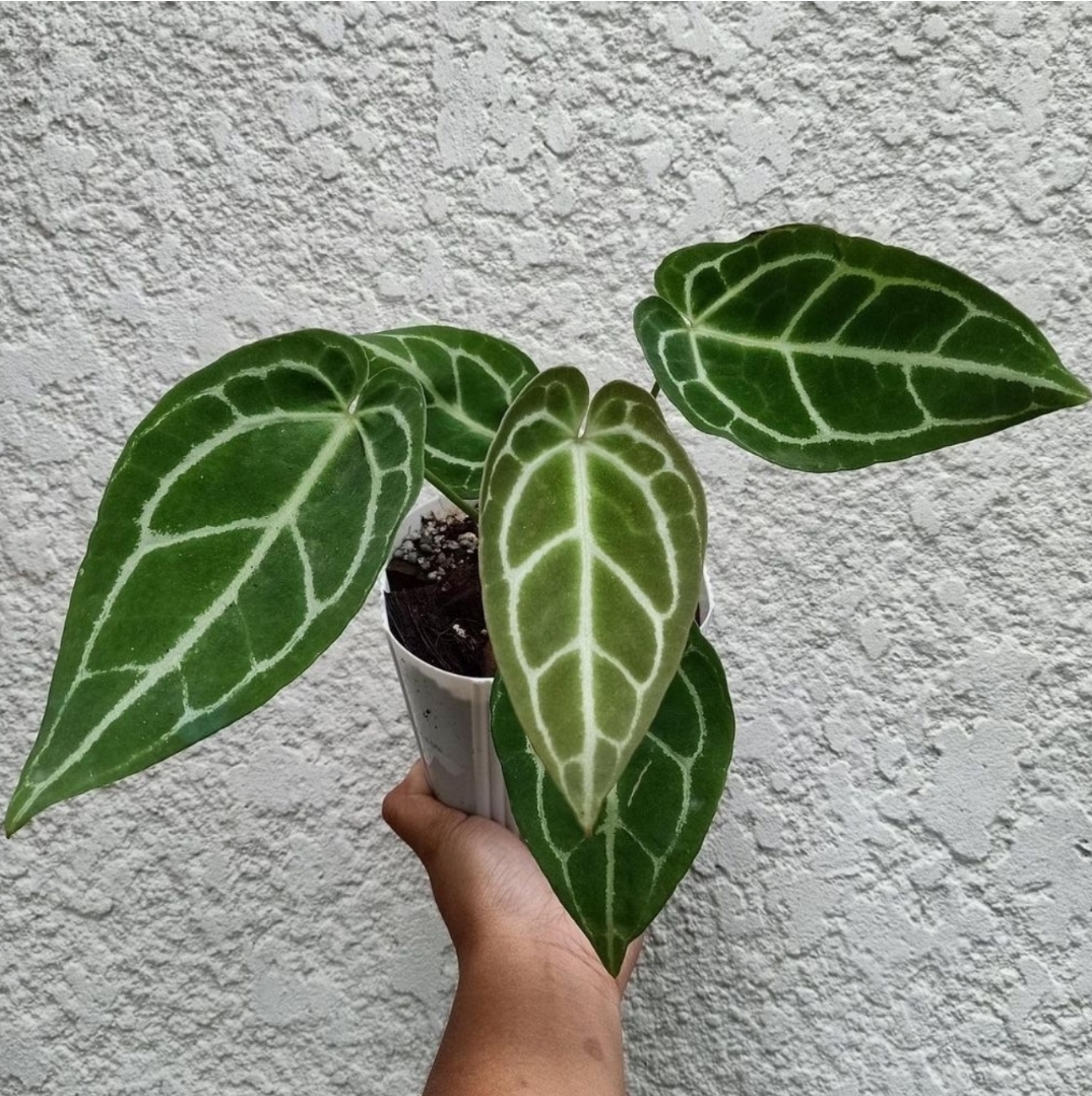 🌿 ต้นไม้สำนักงาน 7 ชนิดที่ดูแลรักษาง่ายและมีคุณค่าสูง ช่วยคลายเครียด 🌿