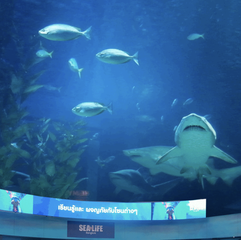 ความฝันฤดูร้อนของ Tyrande เบ่งบานที่ SEA LIFE Bangkok Ocean World