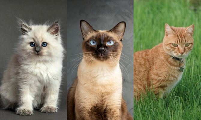 สีขนแมวบอกบุคลิกได้จริงมั้ย? ทาสแมวสายสังเกตมาวิเคราะห์ให้แล้ว!