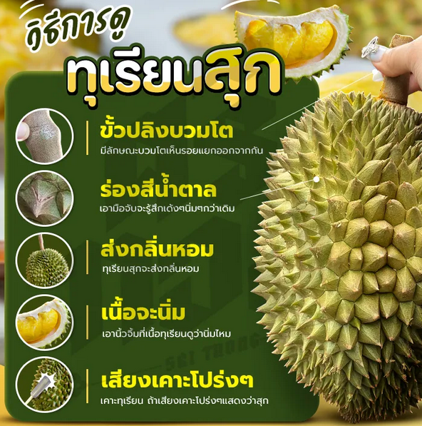 ราชาแห่งผลไม้ เปิดเผยเสน่ห์อันโดดเด่นของทุเรียน