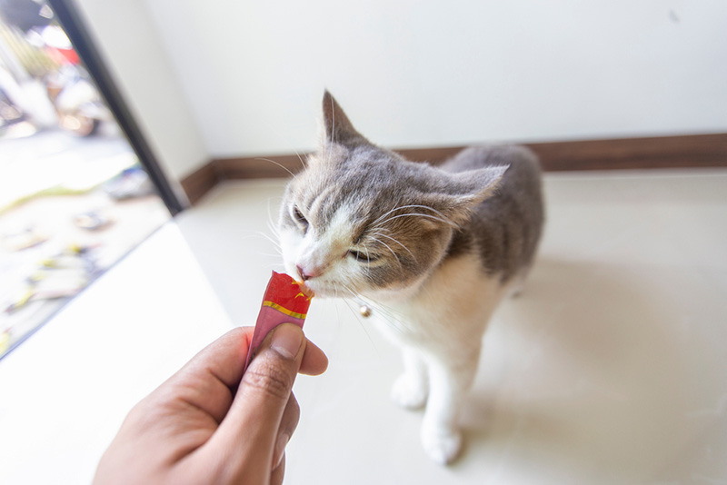 🐾 น้องแมวหายงอนด้วยขนมแมวเลีย