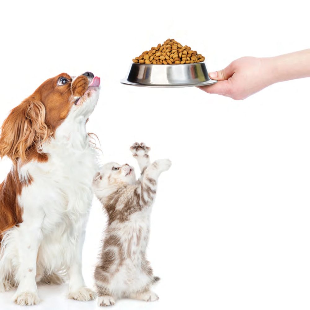 🐶🐱 อาหารสัตว์สูตรสุขภาพ ขนสวย ตาใส แข็งแรง