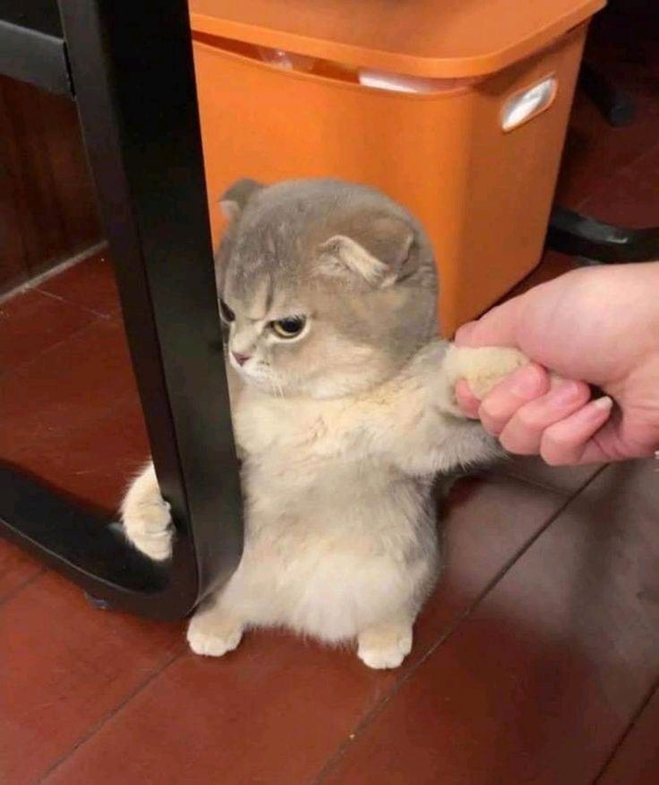 🐾 น้องแมวหายงอนด้วยขนมแมวเลีย