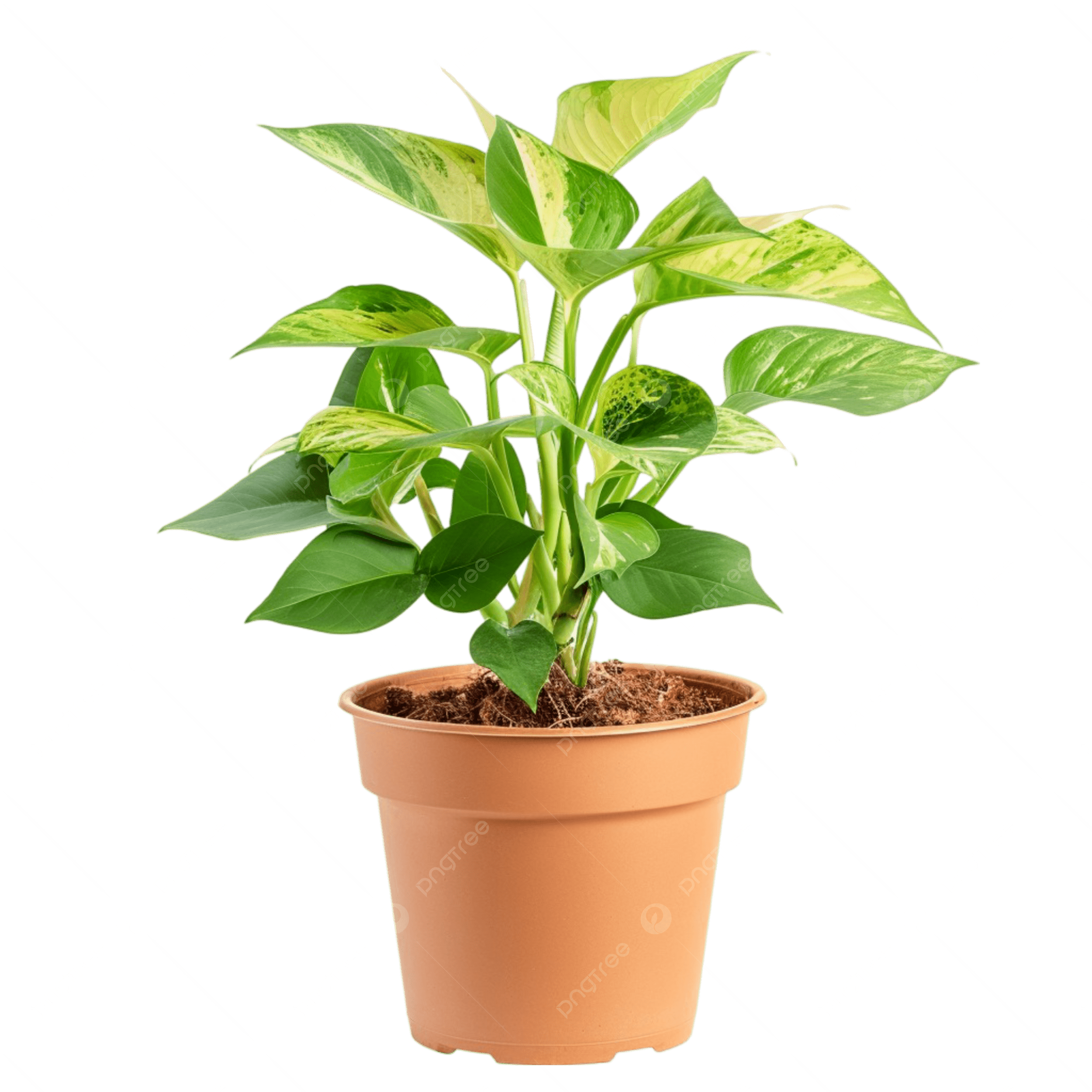 🌿 ต้นไม้สำนักงาน 7 ชนิดที่ดูแลรักษาง่ายและมีคุณค่าสูง ช่วยคลายเครียด 🌿