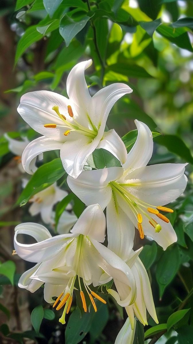 🌷 ความหมายของดอกไม้ยอดนิยม ที่หลายคนไม่เคยรู้