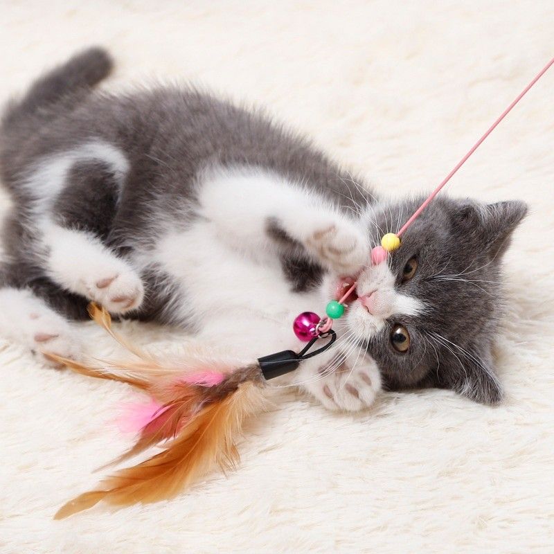 🐱 5 ของเล่นแมวที่ช่วยให้เลิกวิ่งไล่ตีนายทาส