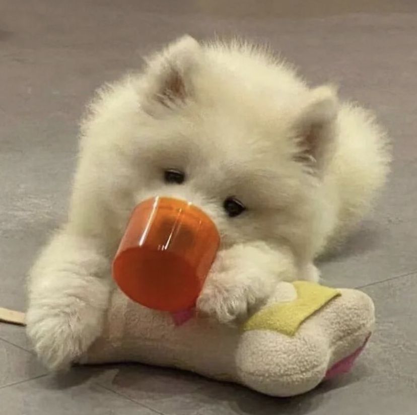 🐶 7 พฤติกรรมที่ทำให้สุนัขอายุสั้นลง แบบที่เจ้าของอาจไม่รู้ตัว!