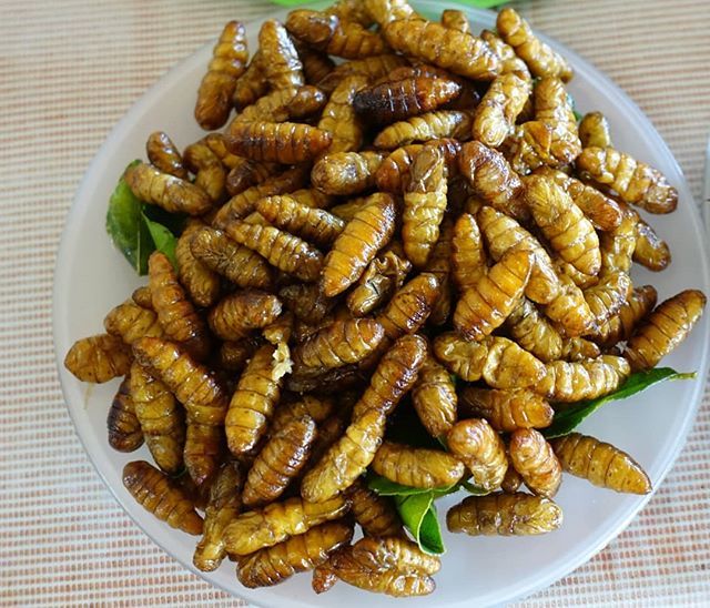 แมลงทอดอร่อยกว่าที่คิด! กรอบ มัน เค็มนิด ๆ ฟินแบบคาดไม่ถึง