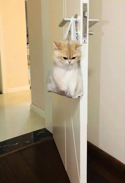 🐾 แมว vs หมา เลี้ยงน้องหมาหรือน้องแมวดีนะ?
