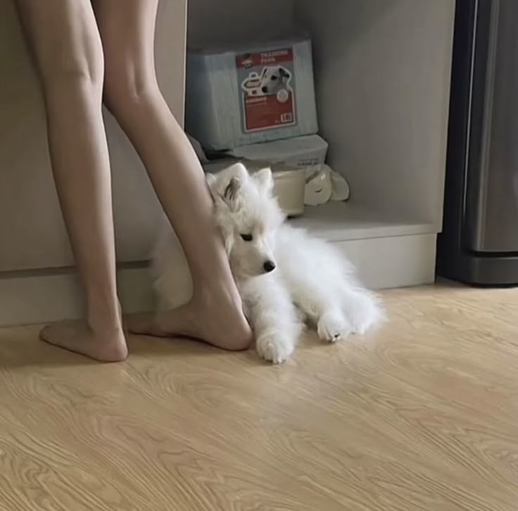 🐾 แมว vs หมา เลี้ยงน้องหมาหรือน้องแมวดีนะ?