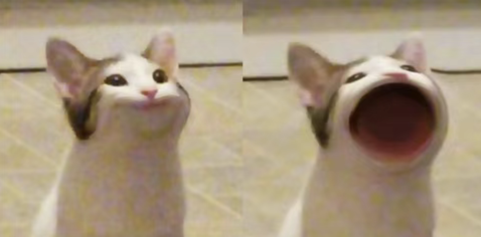 pop Cat: แมวที่ดึงดูดยอดคลิกทั่วโลก 500,000 ล้านครั้ง คือใคร?