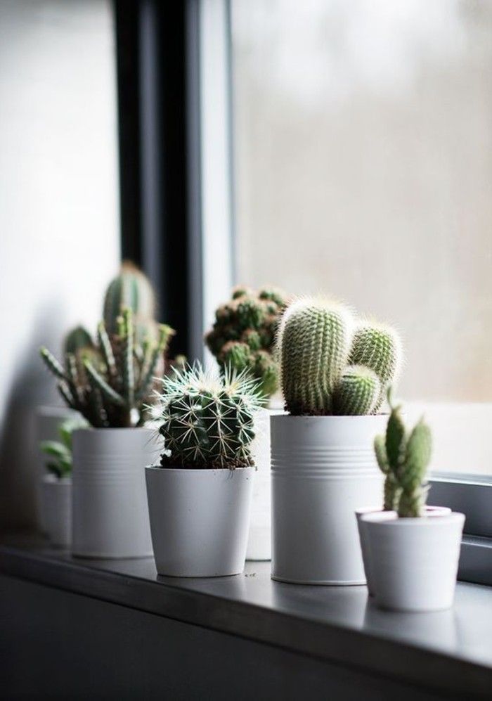 🌵 ต้นกระบองเพชร พืชเล็ก ๆ ที่เต็มไปด้วยเสน่ห์และความหมาย