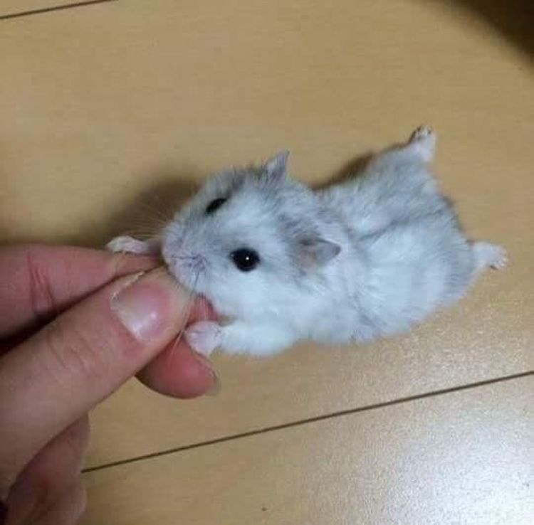 🐹 สำหรับคนที่เลี้ยงหนูแฮมสเตอร์ นี่คือไอเทมที่ต้องมี!