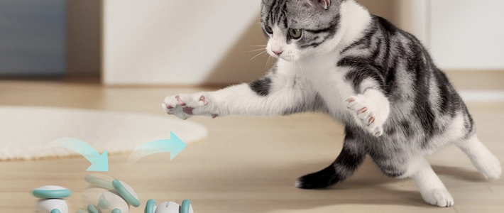 รีวิวของเล่นแมวครบวงจร: ของเล่นแบบไหนที่ใช่สำหรับน้องแมวของคุณ?