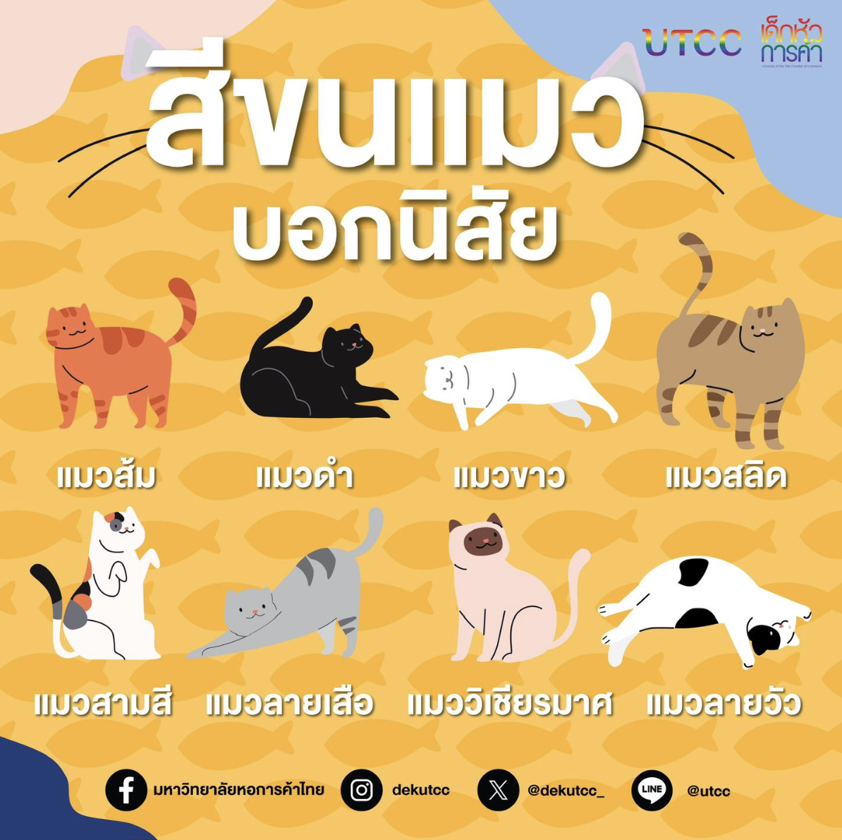สีขนแมวบอกบุคลิกได้จริงมั้ย? ทาสแมวสายสังเกตมาวิเคราะห์ให้แล้ว!