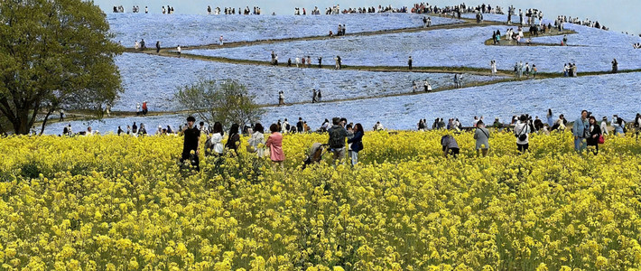 นั่งรถไฟหนีซากุระ ไปจมอยู่ในทะเลดอกเนโมฟีลาที่ Hitachi Seaside Park