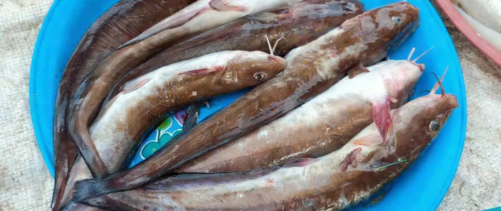 ปลามีหลัง ปลาดุกทะเลรสเด็ด กับรากมลายูที่ซ่อนอยู่ในชื่อปลา