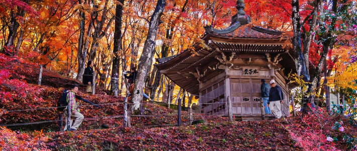 โครันเคใบไม้แดง 4,000 ต้น หุบเขาที่ทำให้คุณตกหลุมรักฤดูใบไม้ร่วงญี่ปุ่น