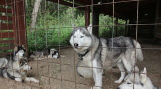 สร้างกรง+บูธให้ฮัสกี้แบบมือโปร: คู่มือครบตั้งแต่ขนาดจนลงมือทำเอง