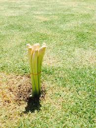 ปักตะไคร้คว่ำห้ามฝน