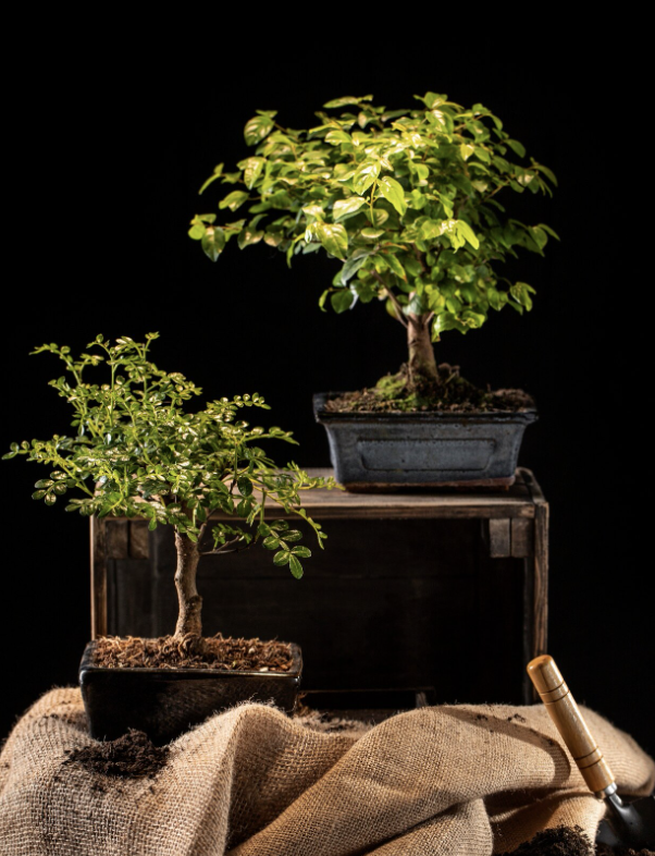 บอนไซ งานอดิเรกเล็ก ๆ ที่ช่วยฝึกสมาธิได้จริง