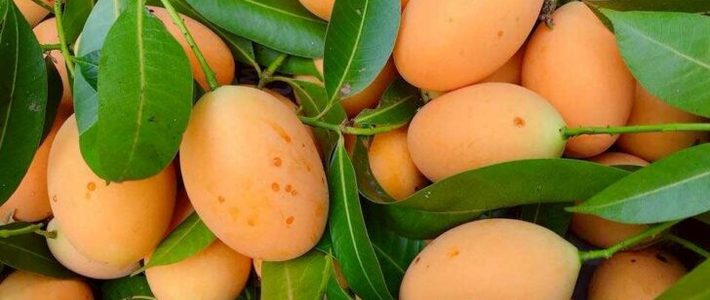 แยกมะปรางกับมะยงชิดแบบไม่พลาด