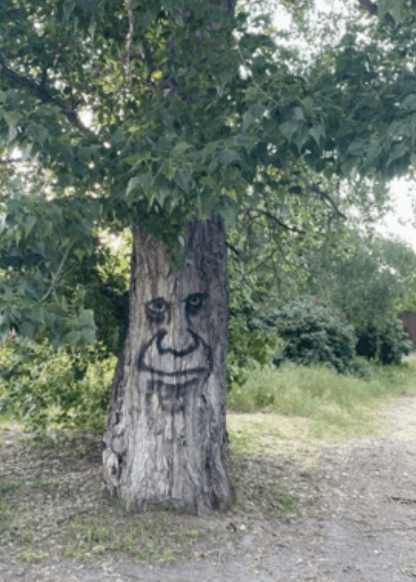 ต้นไม้ 1 ต้น ได้กระดาษกี่แผ่น?