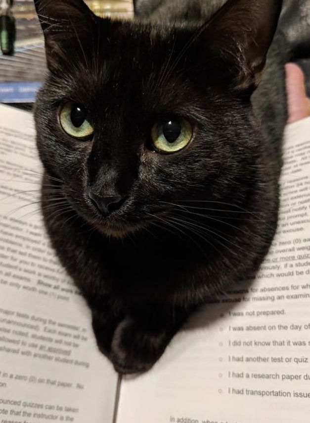 ทำไมแมวดำถึงถูกมองว่าไม่ดี? จากความเชื่อยุคมืด สู่ความจริงที่น่ารักกว่าที่คิด